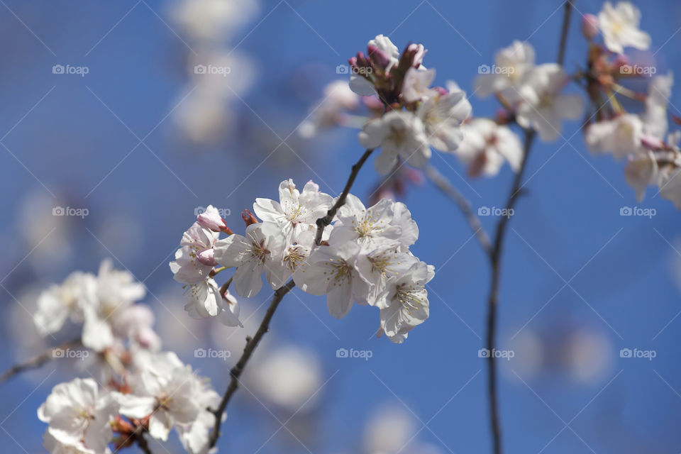 Cherry blossom brunch against blue sky, closeup