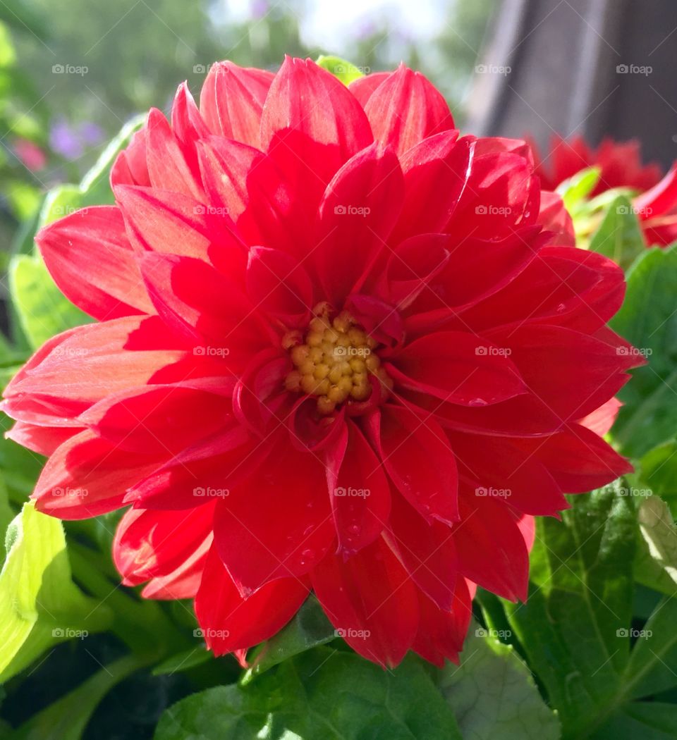 Dahlia 