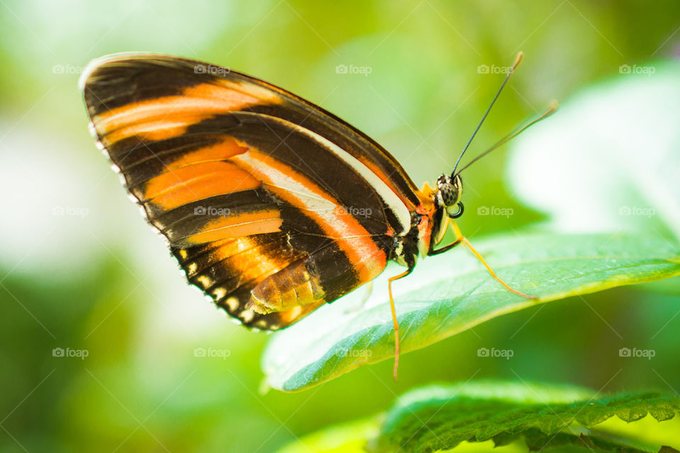 Small Butterfly on a Leaf