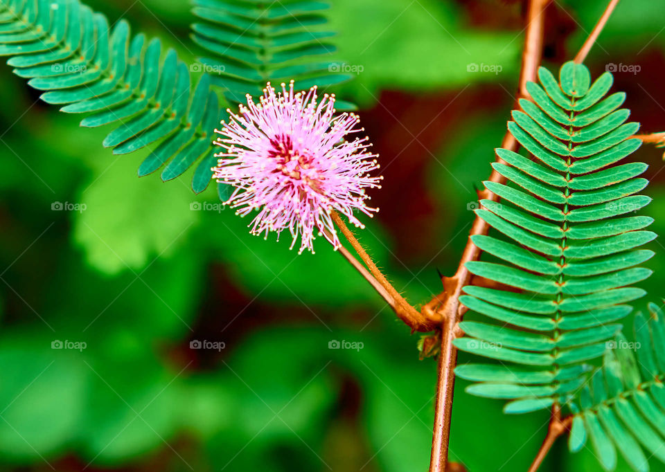 Floral photography - Shame plant