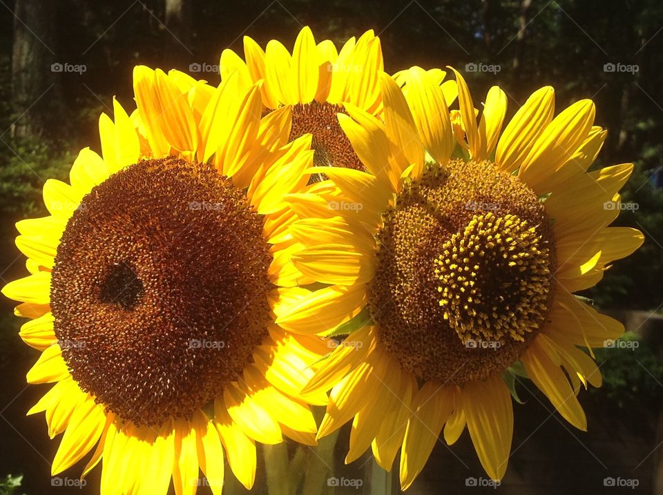 A close up of a beautiful sunflower.