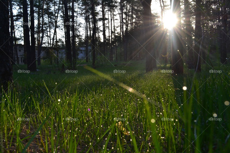 morning in the forest