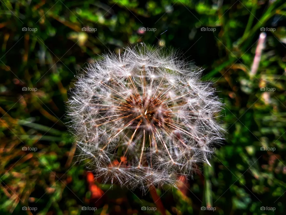 Dandelion portrait picture
