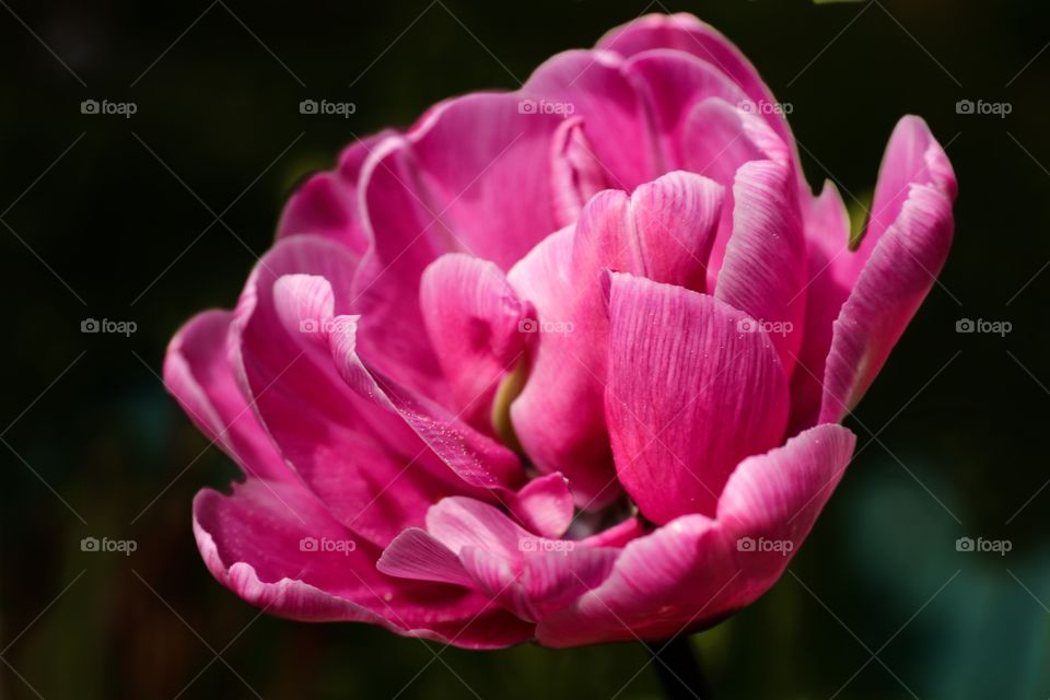 pink peony flower on black background