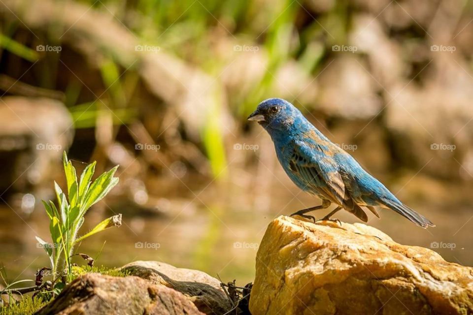 Indigo Bunting Juvenile Male Bird by Creek