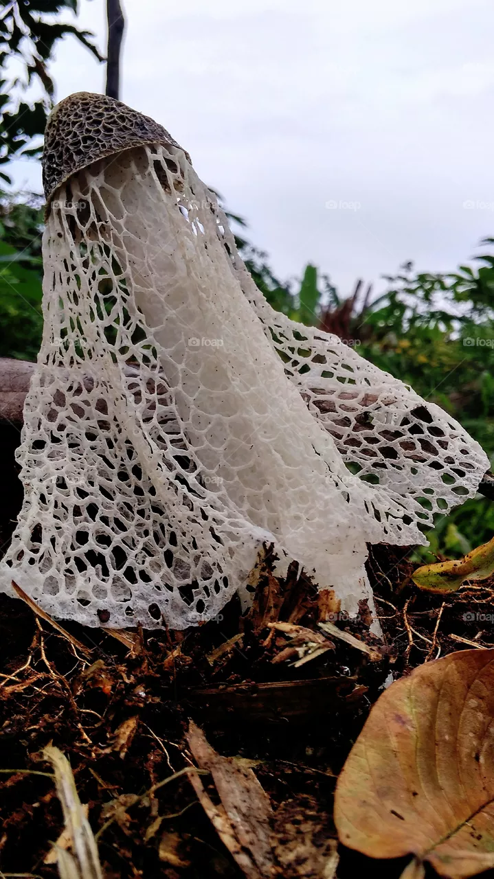 unique mushroom