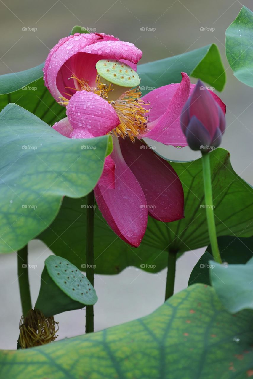 雨中荷花