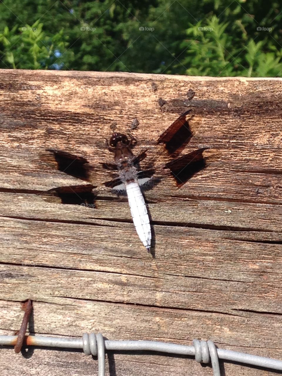 Dragonfly on fence . Beautiful dragonfly on a wood fence