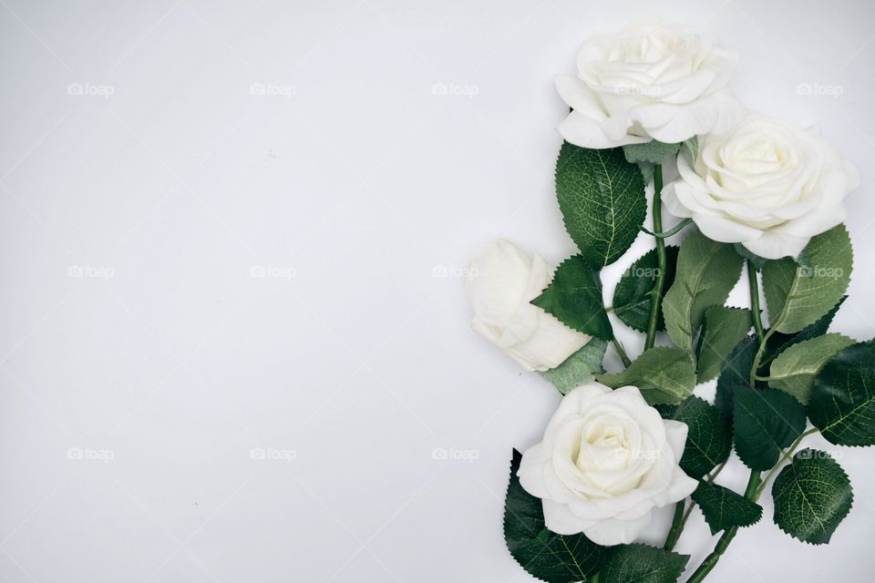 Flowers of white color (White Roses) with green leaves.
