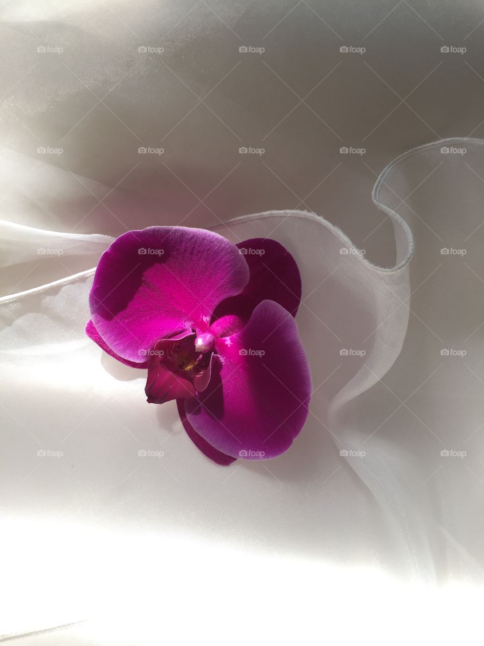 Orchid on wedding dress background. 