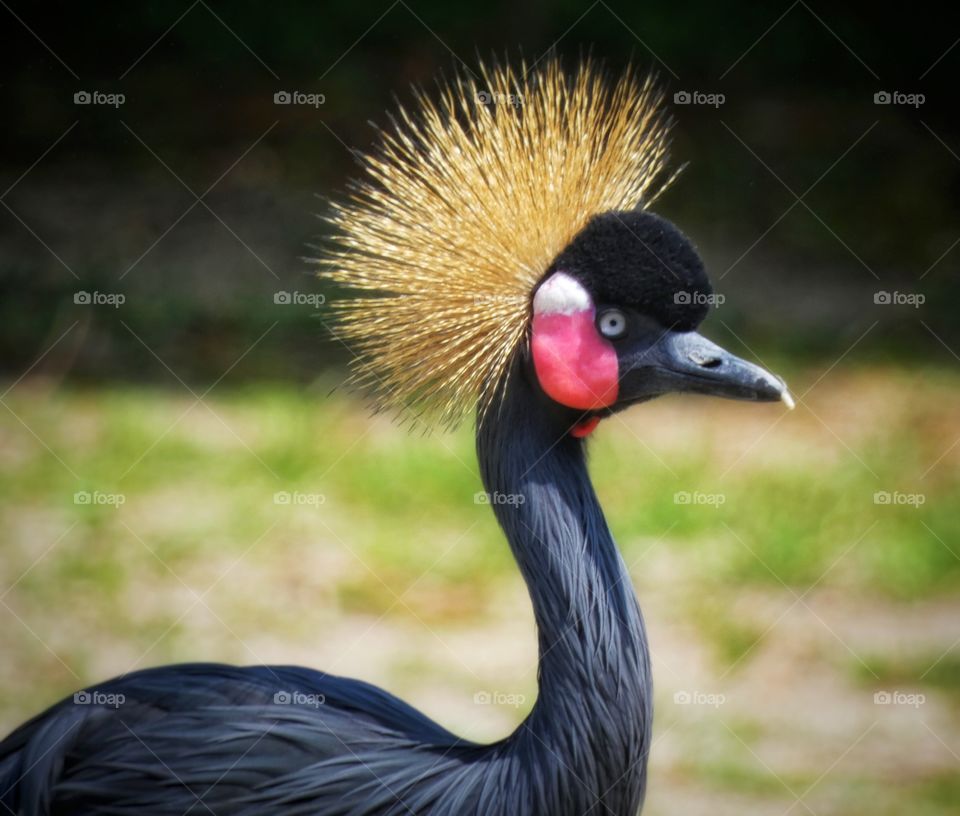 African crowned crane