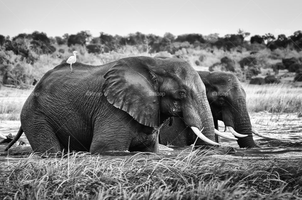 Taking a free ride. Bird on elephant's back as animals cross a river in Africa