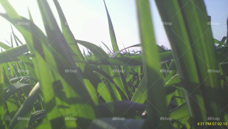 Close view of wheat plants through mid focus