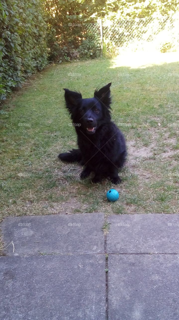 my dog with the ball