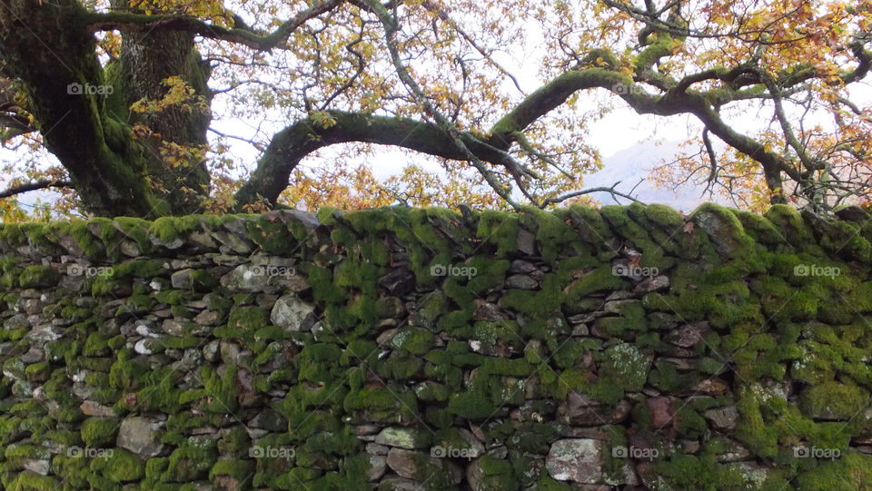 wall tree stone moss by snappychappie