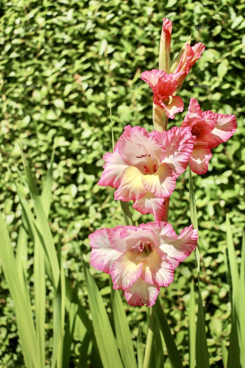 Beautiful flowers in the garden 