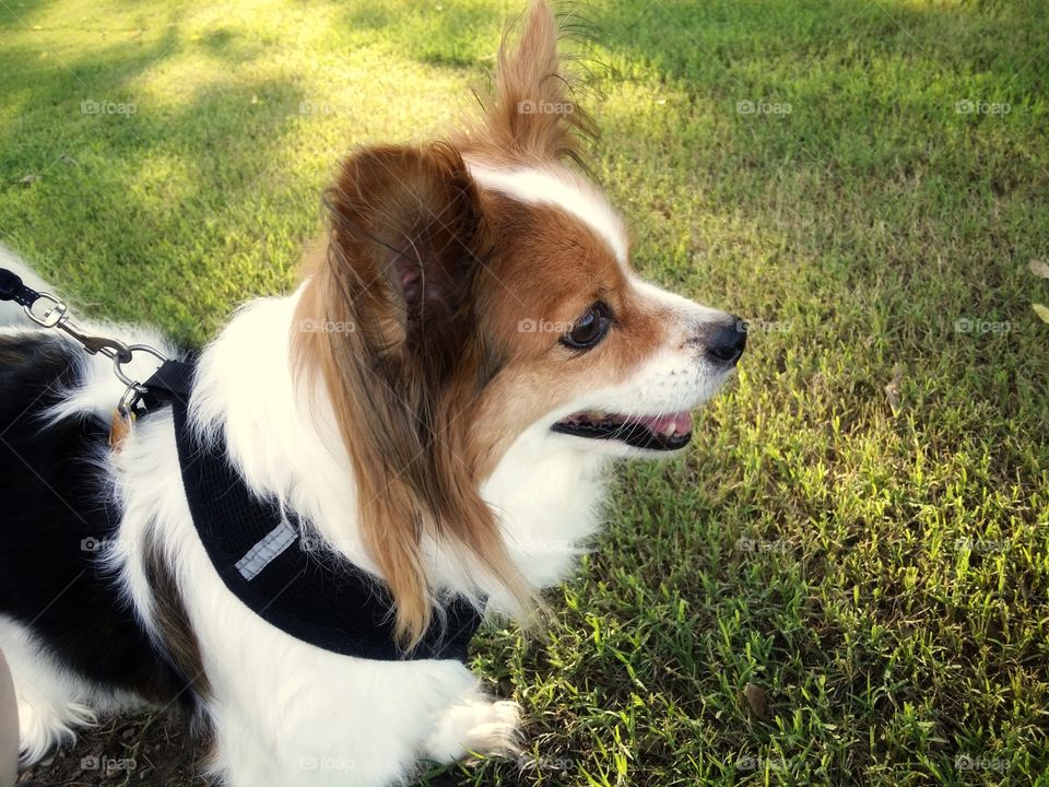 A Papillon dog in a harness in the spring grass