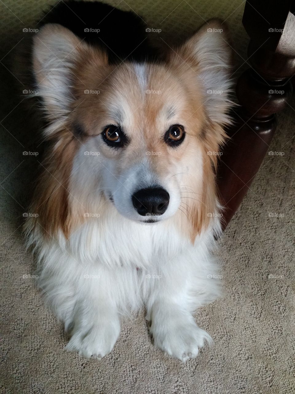 corgi face