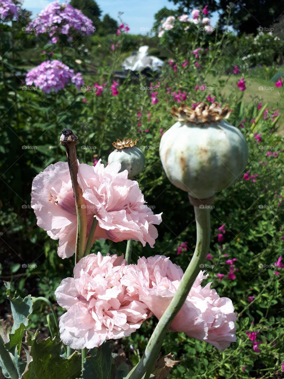 Pink Poppy