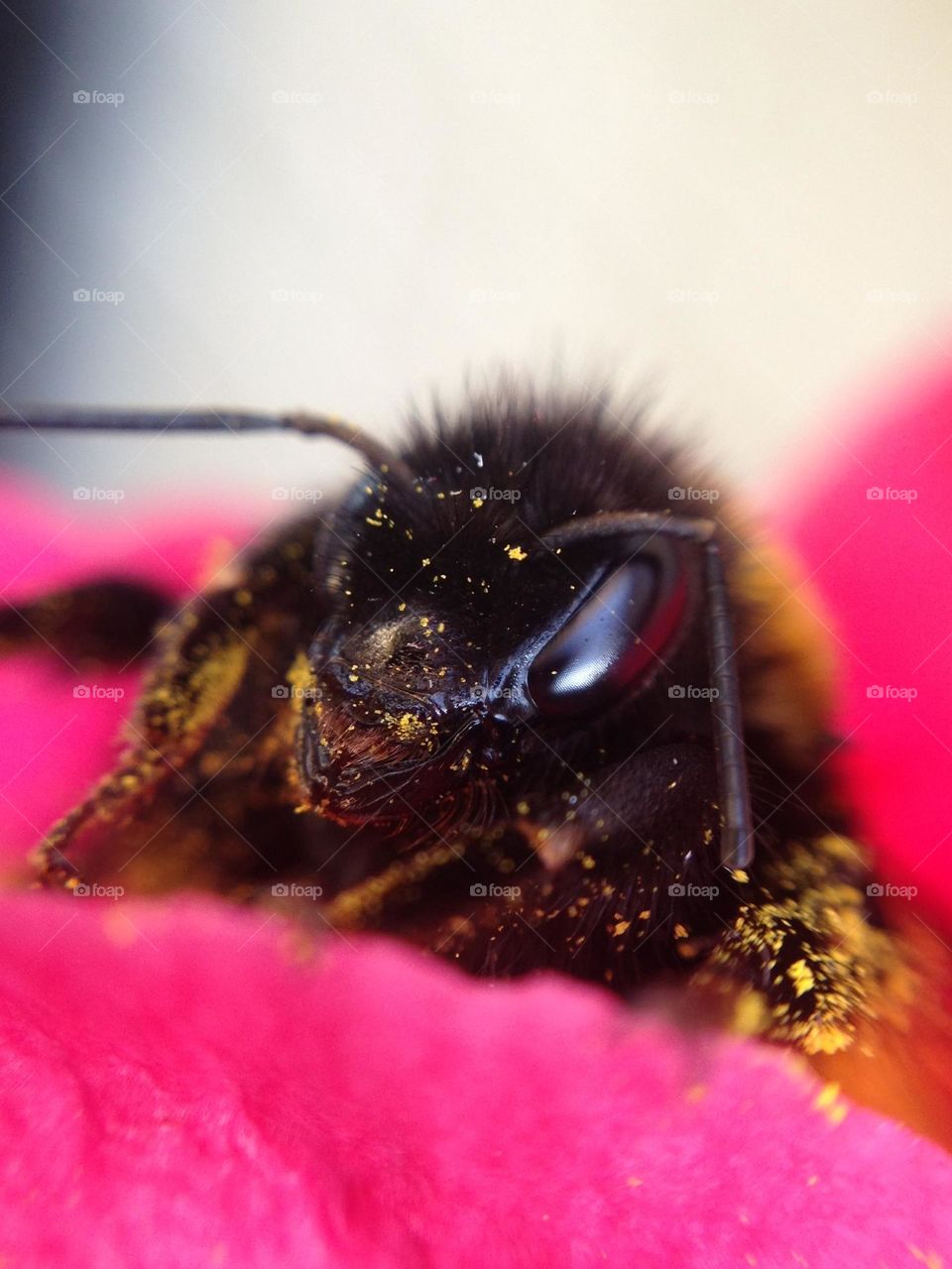 Close up on a big bee covered in pollen on a pink flower 