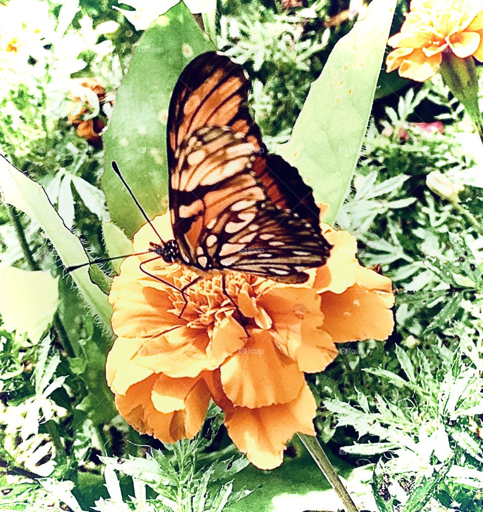 Uma linda borboleta se camuflando nas pétalas da flor, cujas cores são idênticas. Viva a natureza e sua diversidade.