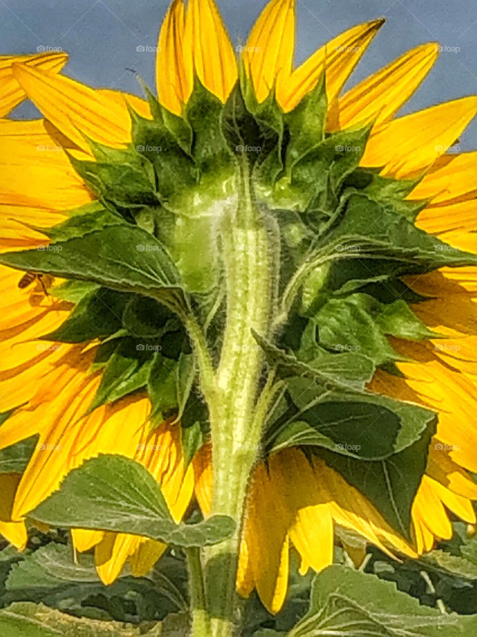 Back view of sunflower in full bloom 