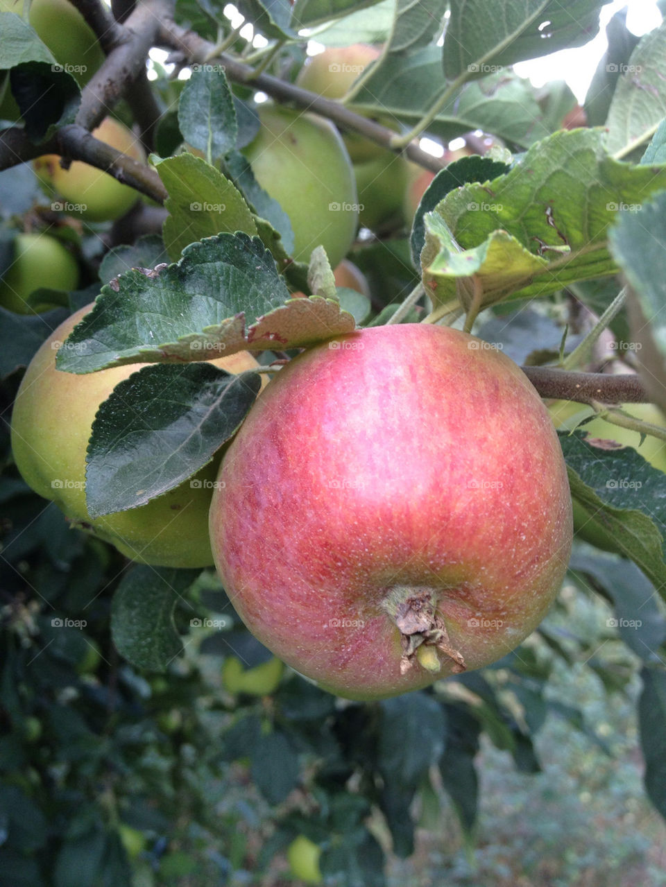 green red apple mar by ic.stancu