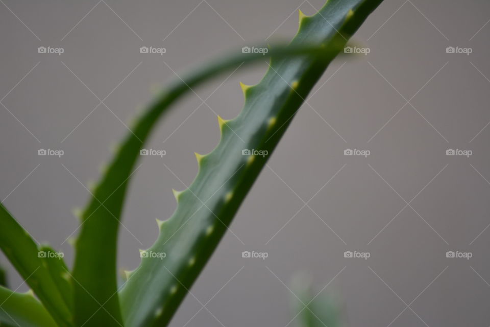 aloe