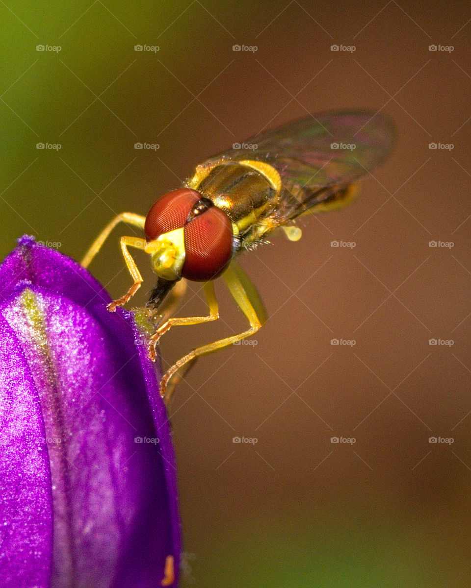 Hover fly pollinating a pretty flower