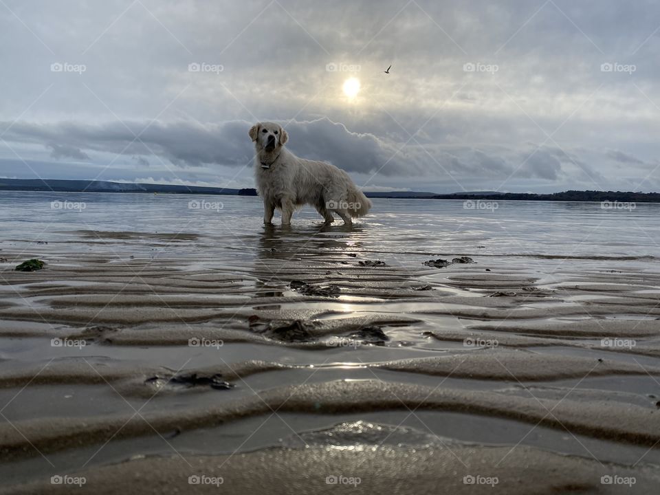 Golden retriever dog at the beach 