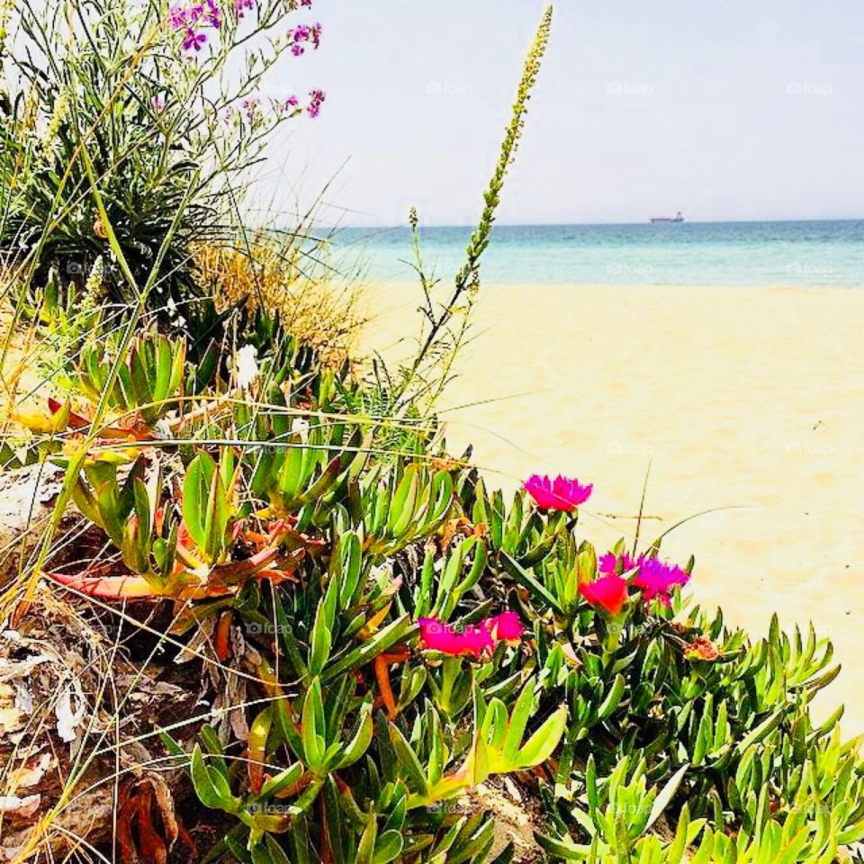 Flowers and beach 