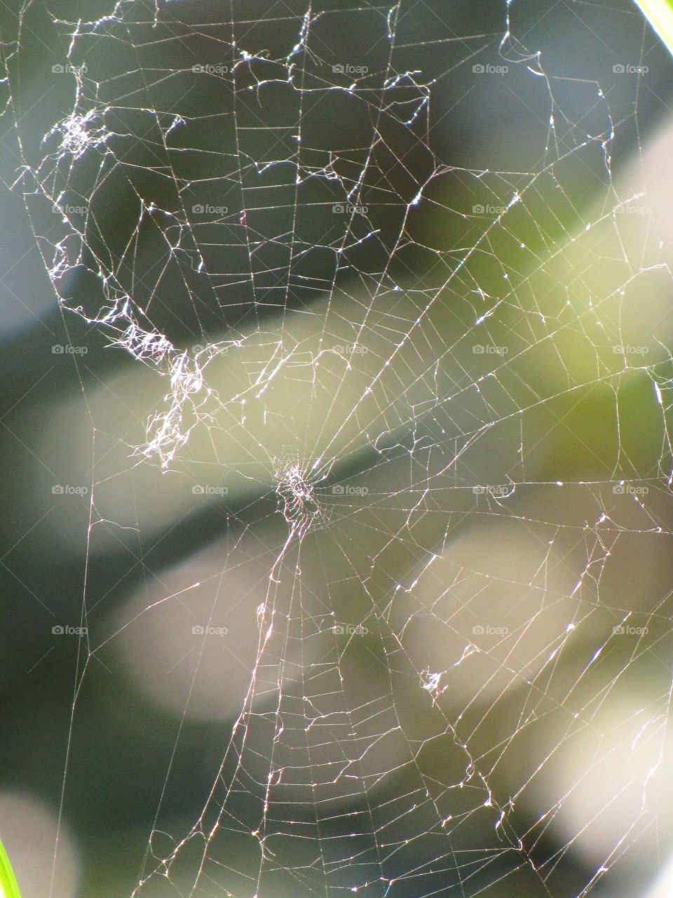 cobweb