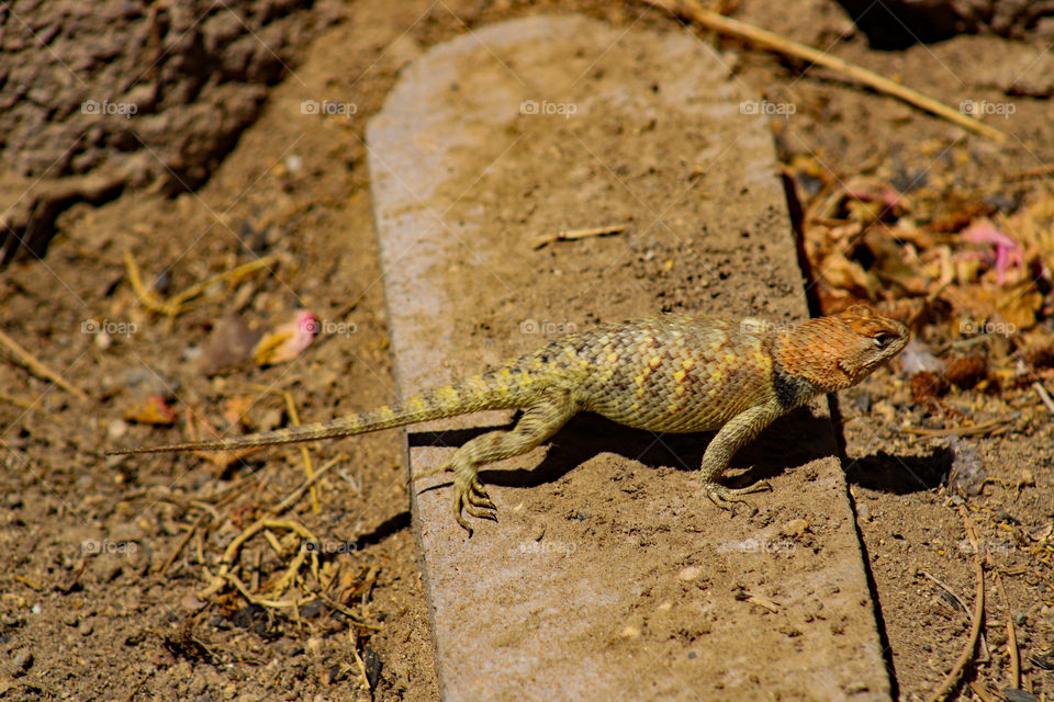 Female spiny lizard