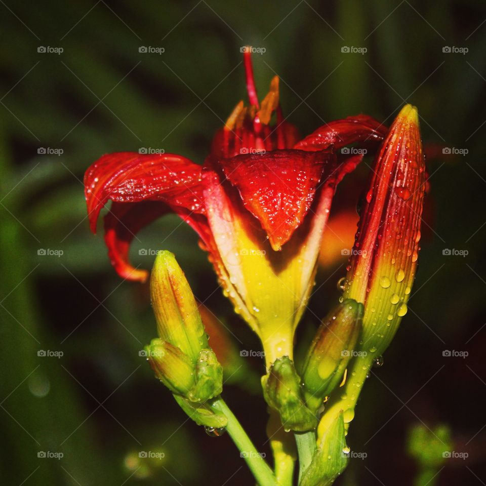 Raindrop on red lily