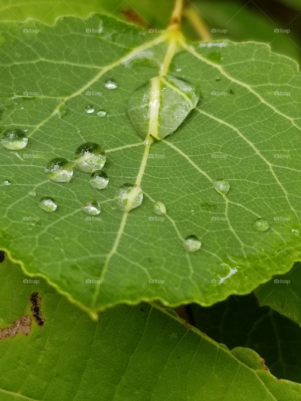 raindrops