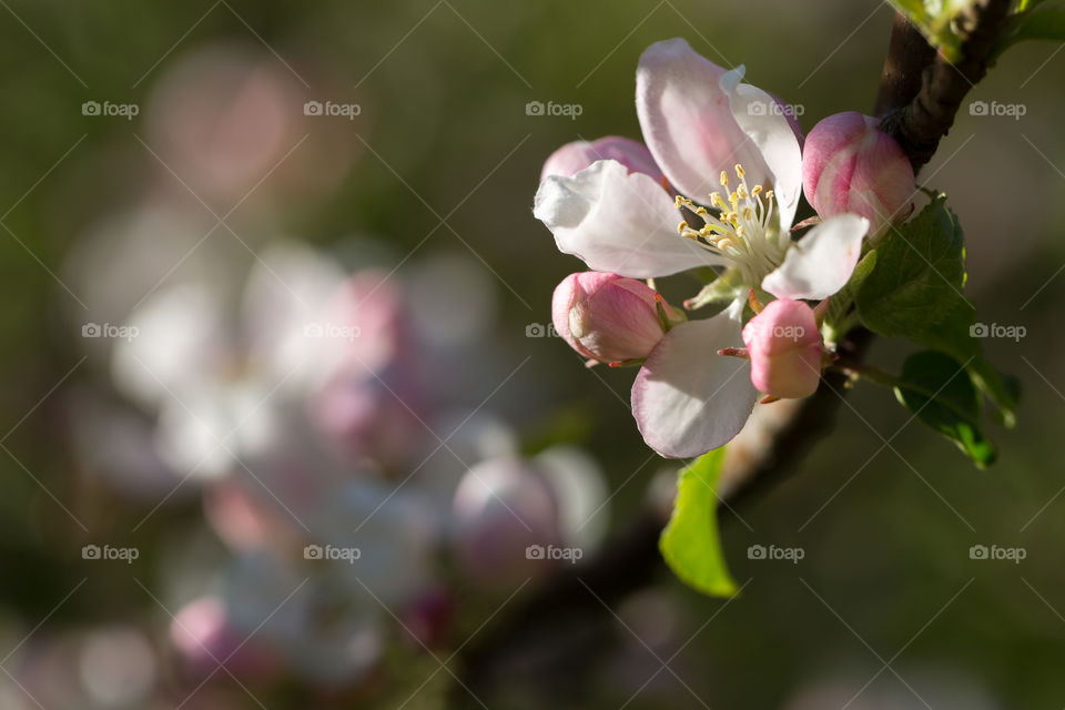 Cherry tree blossom, sun shining on a beautiful flower 