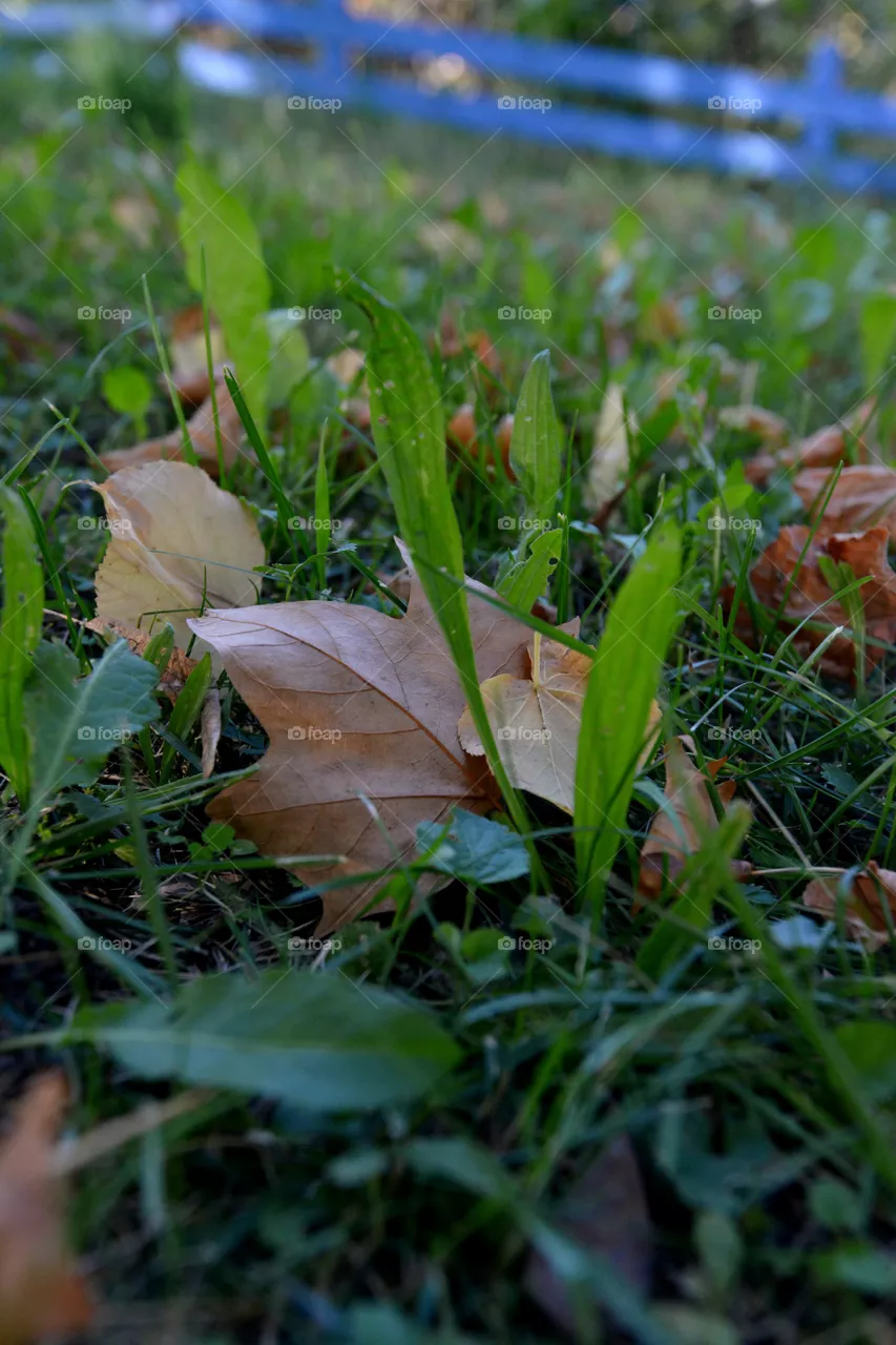 leaf