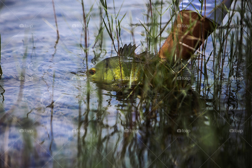 Exotic Peacock Bass Fish