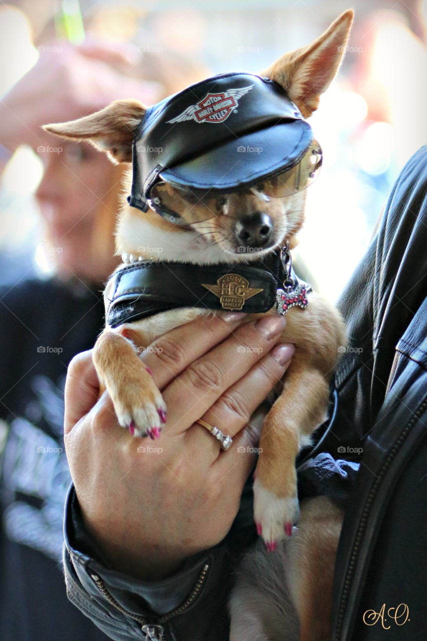 Biker Dog