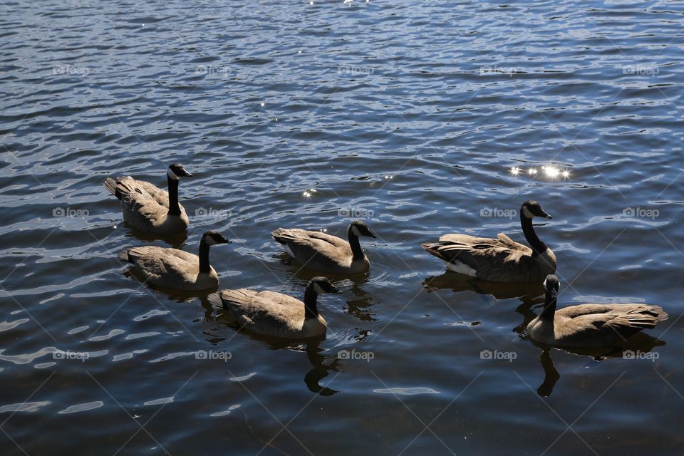 Curious Geese