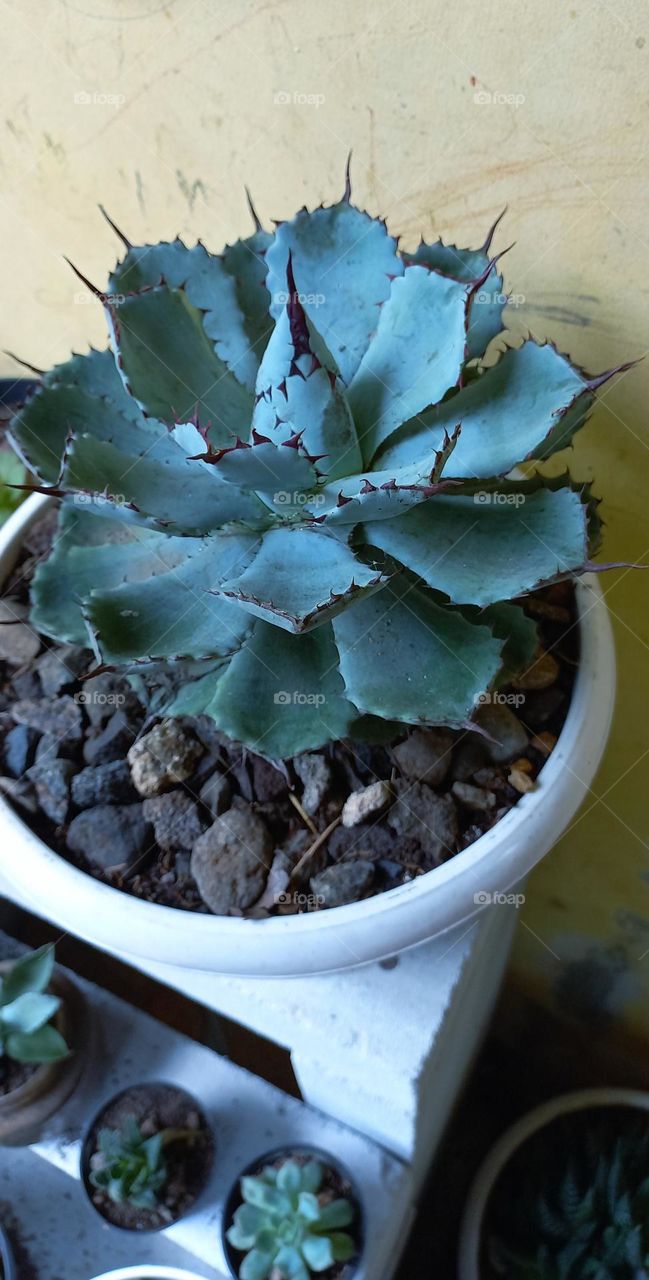 Agave potatorum is a species of flowering plant in the Asparagaceae family