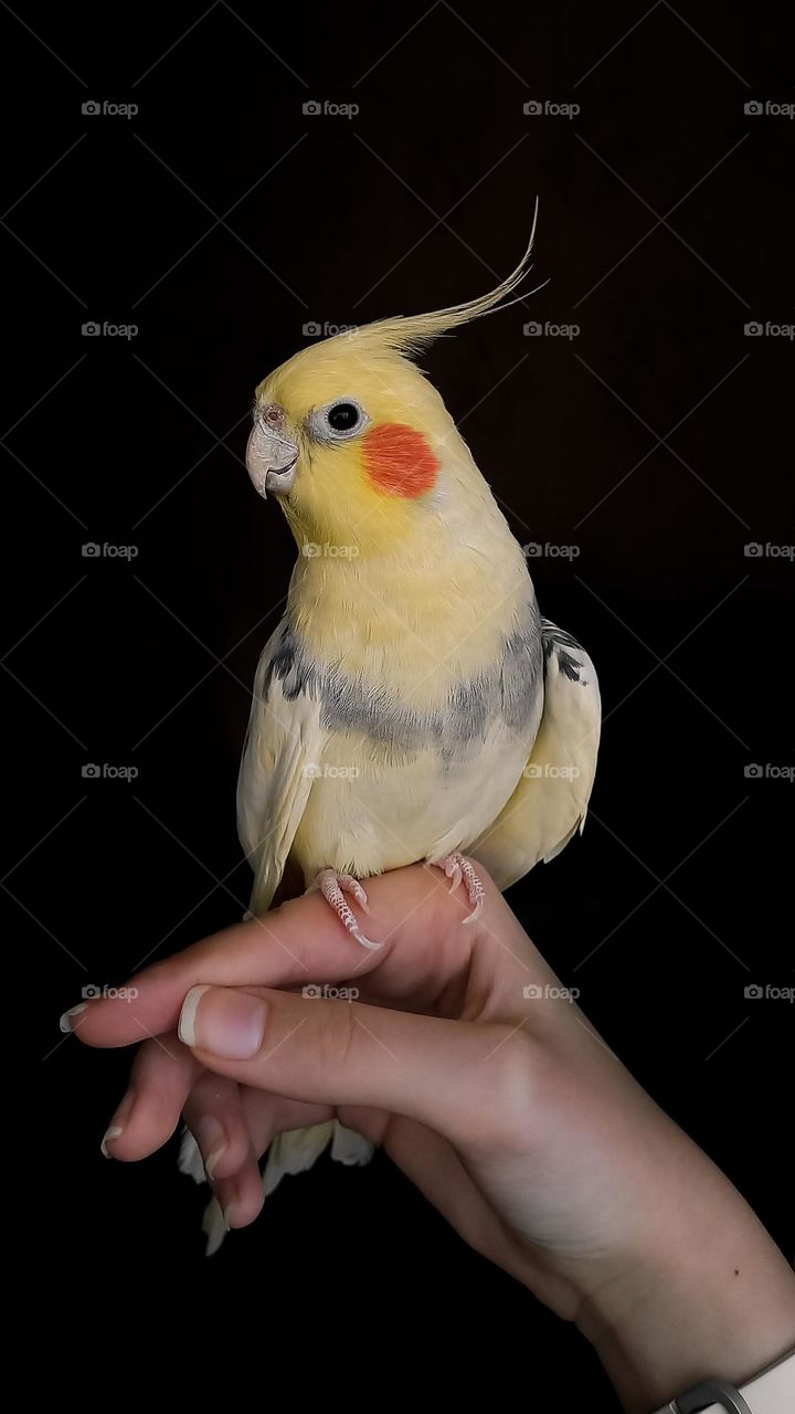 A cute cockatiel parrot sits on a hand on a black background.