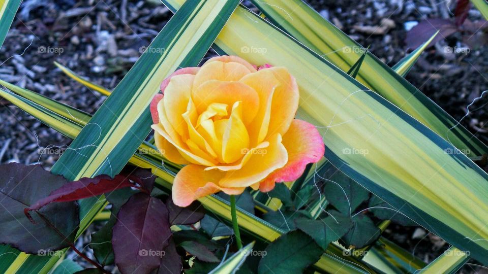 rose in leaves. nature walk