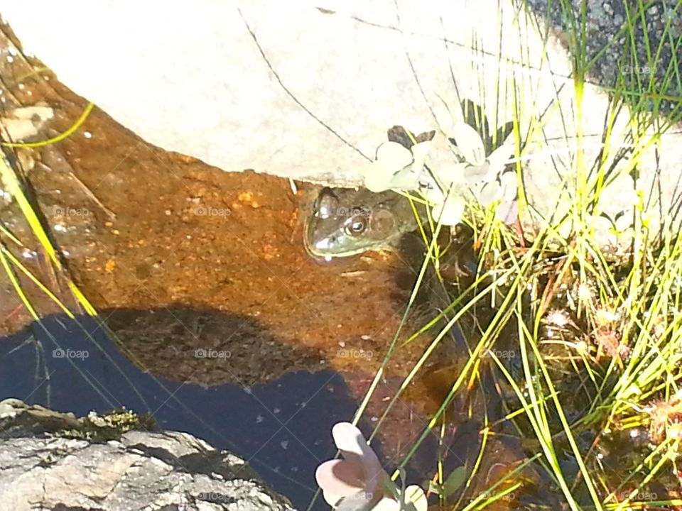 Hiding frog 