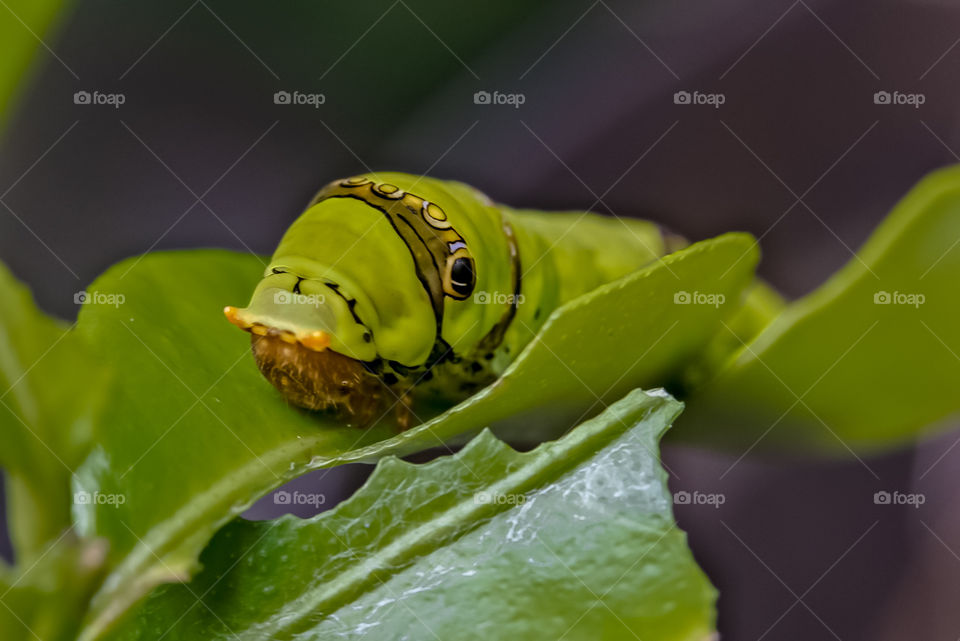 Agrius convolvuli, the convolvulus hawk-moth.