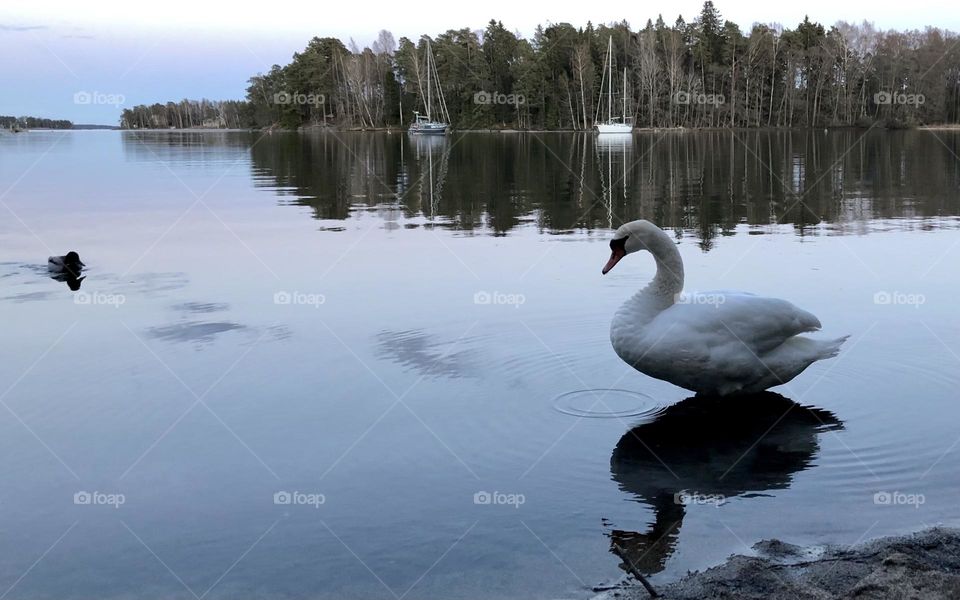 Swan swimming