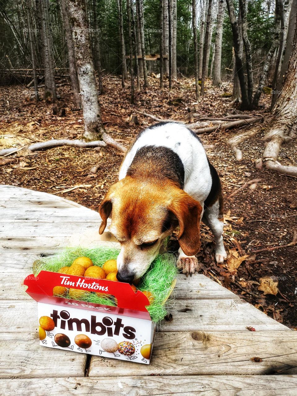 A Canadian dogs Easter 'egg' hunt with Tim Hortons Timbits.