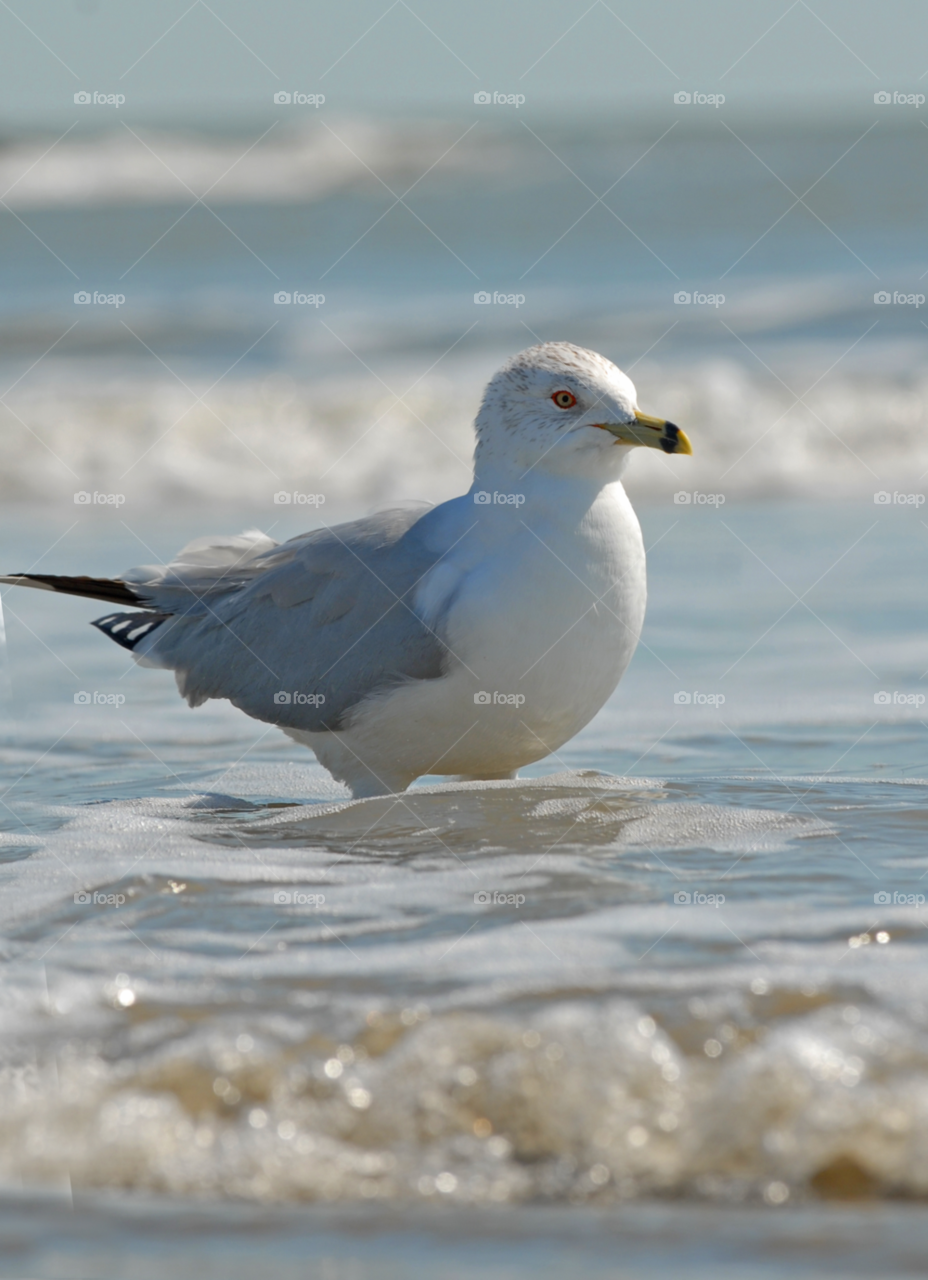 white water bird seagull by lightanddrawing