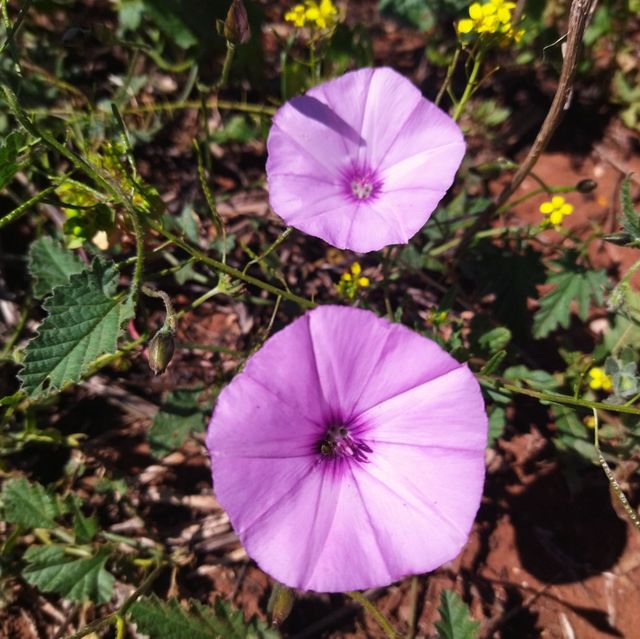 flowers and plants