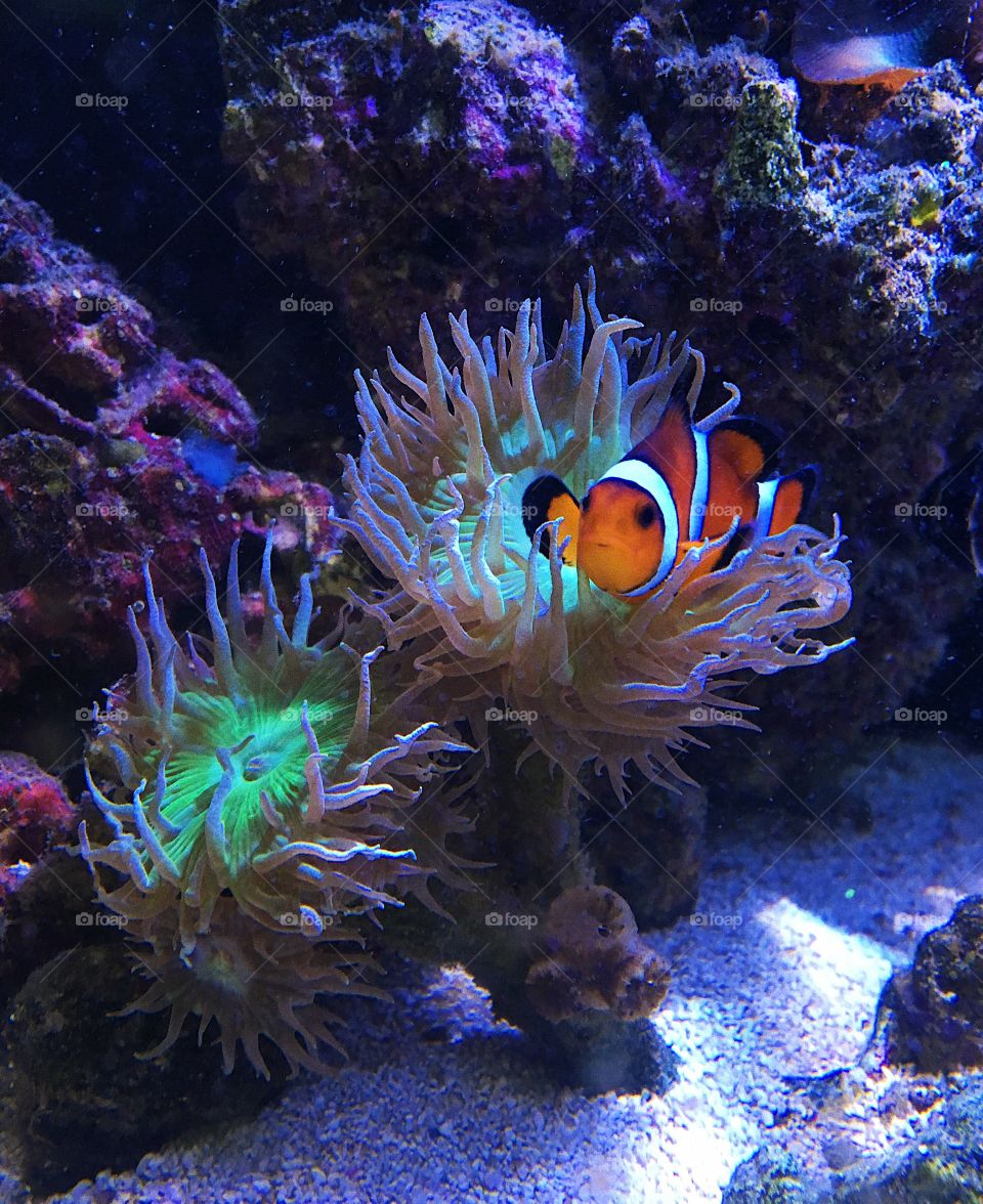 Clown fish named pumpkin